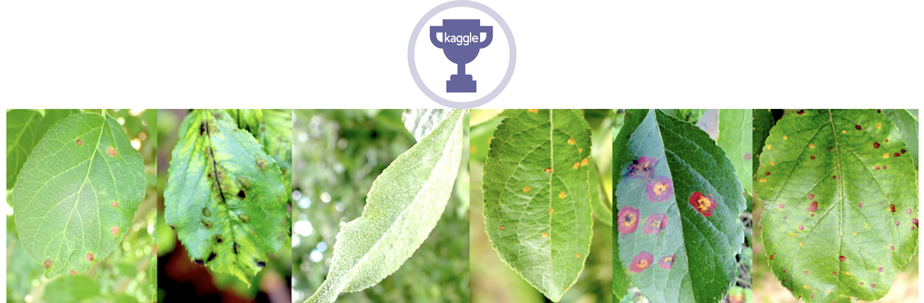 kaggle plant competition project